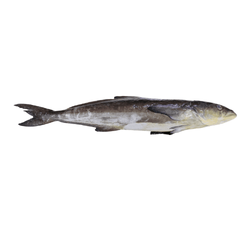 Bitter Black Fish Medium Qatar 2 Kg Whole