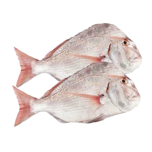 Kofer Medium Qatar 500 g