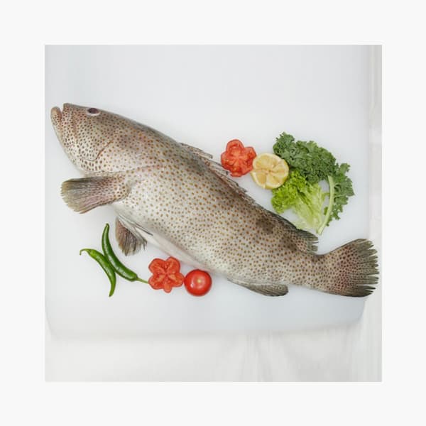 Hamour Bigs 4 Kg Whole