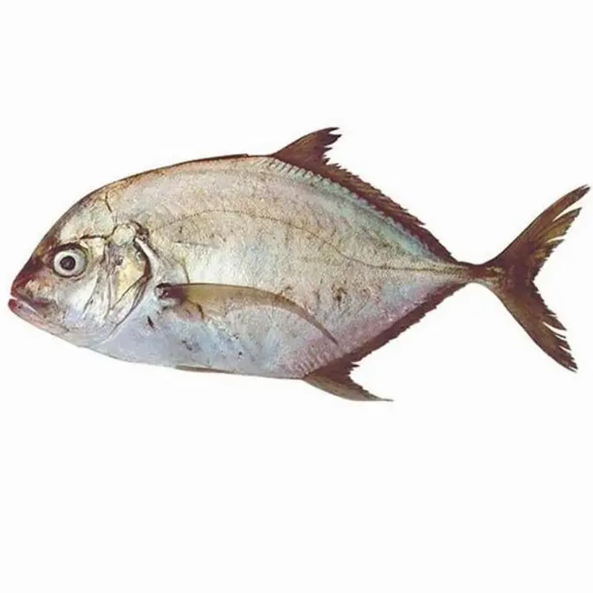 Malabar Trevally Big Qatar 2 Kg Whole