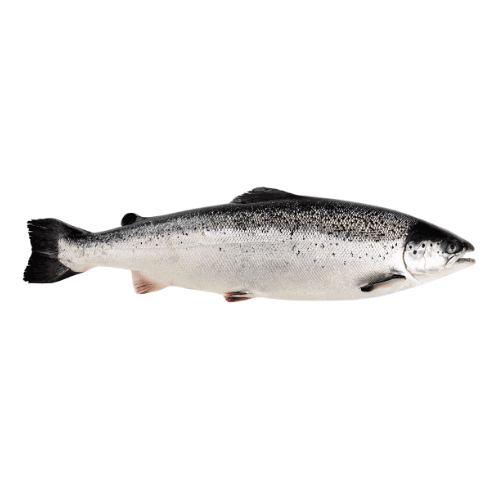 Salmon Norway 2 Kg Whole