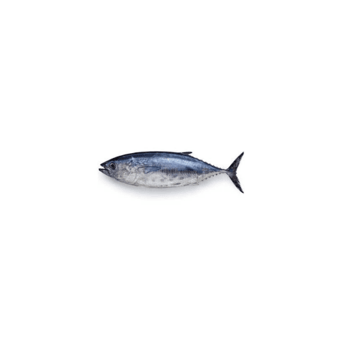 Tuna Fish Small Oman 1 Kg