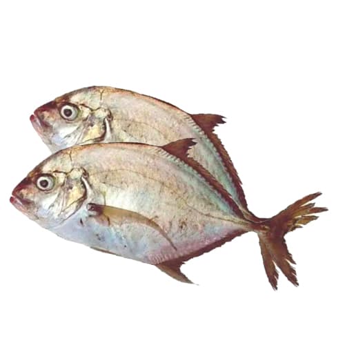 Malabar Travalley Medium Doha 500 g
