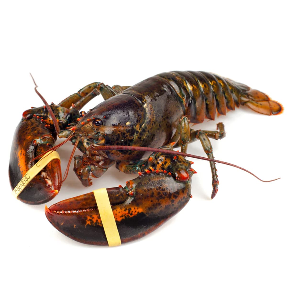 Lobster Canada 500 g