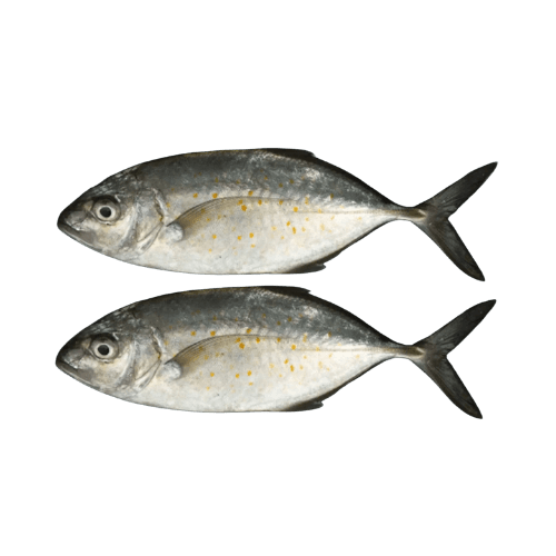 JD Fish Medium Qatar 500 g