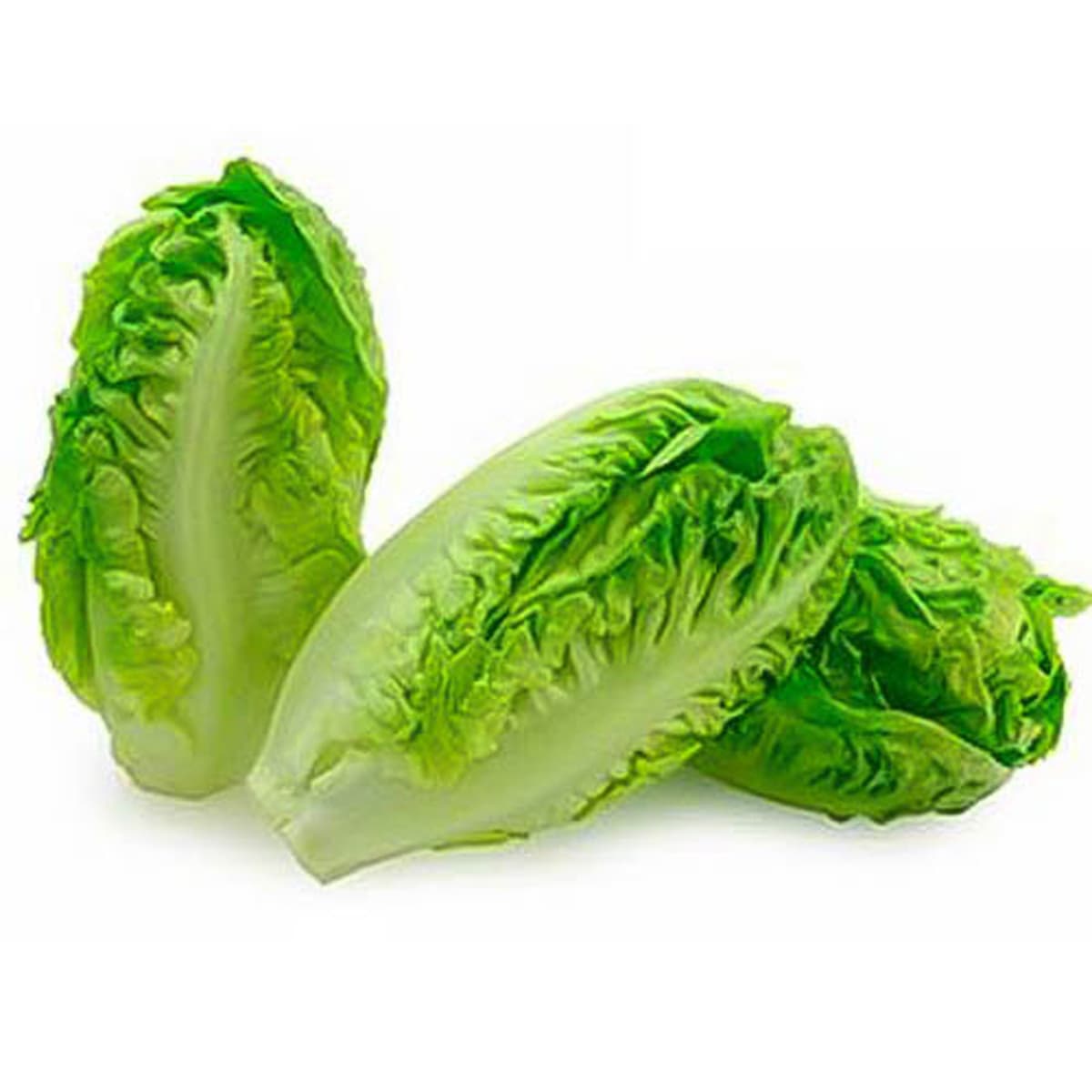 Lettuce Gem Spain 100 g