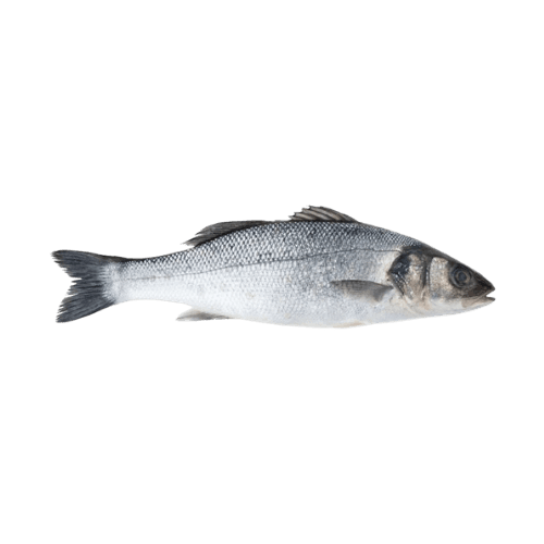 Seabass UAE 1 Kg