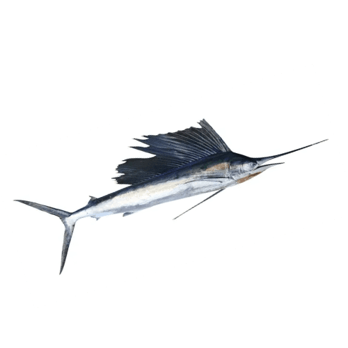 Blue Marlin Fish KSA 500 g