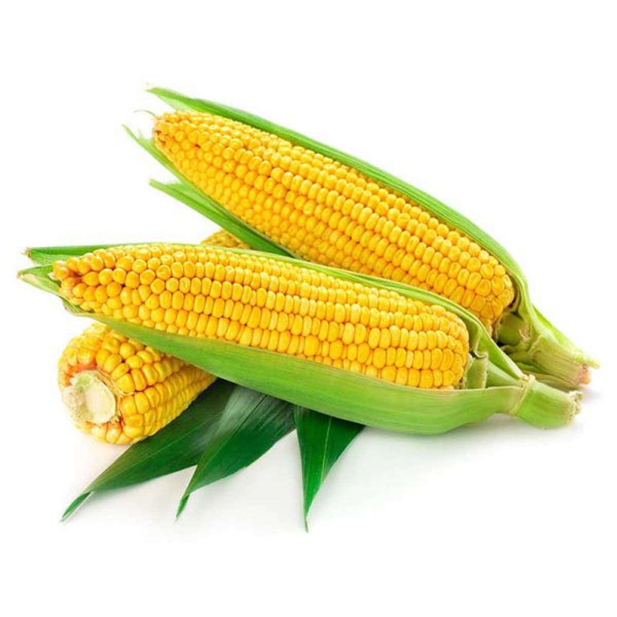 Fresh Corn Qatar 500 g