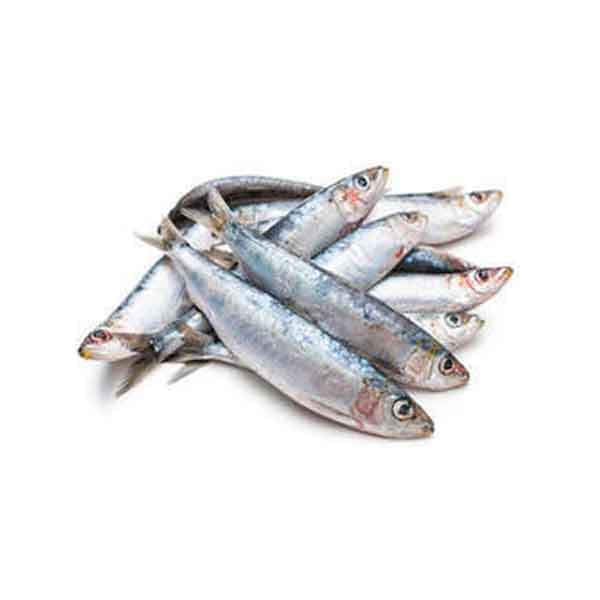 Sardines Oman BIG 500 g