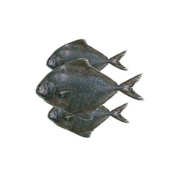 Black Pomfret 500 g