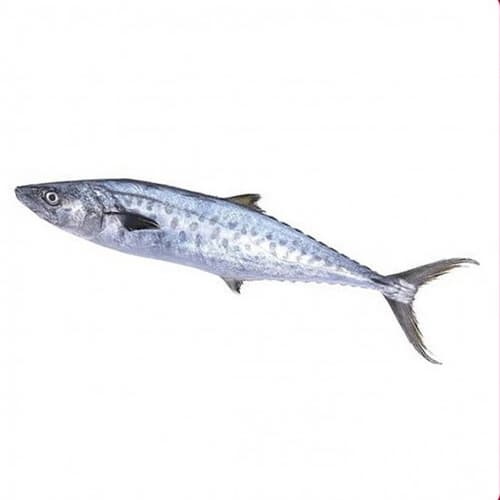 King Fish Medium Doha 4 Kg Whole