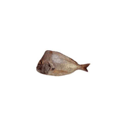 Kofar Big Doha 1 Kg