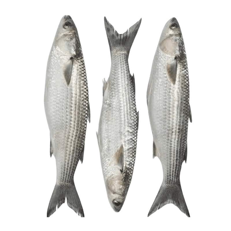 Mullet Fish Big Oman 500 g