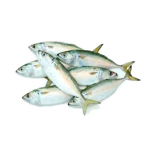 Mackerel BIG 500 g