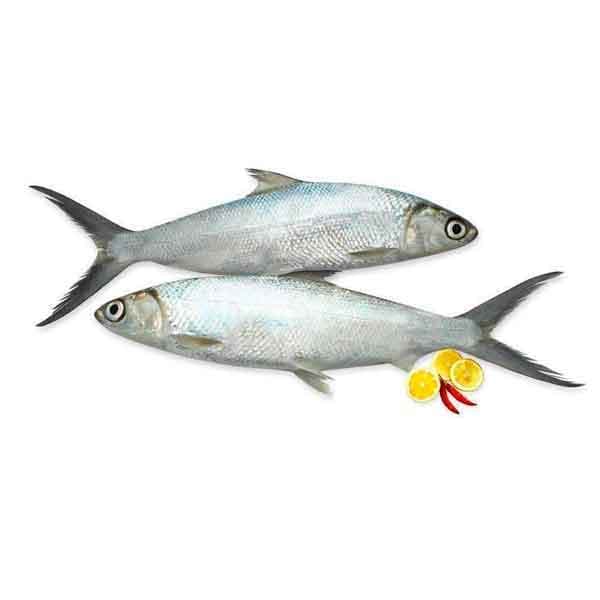 Milk Fish 1 Kg