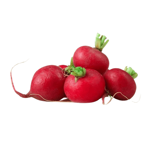 Radish Red Holland