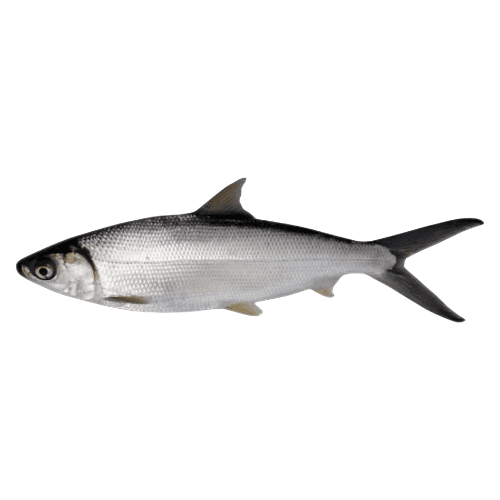 Milk Fish BIG Doha 1 Kg