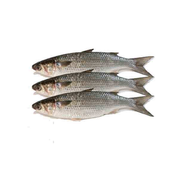 SEA Bass Turkey 500 g