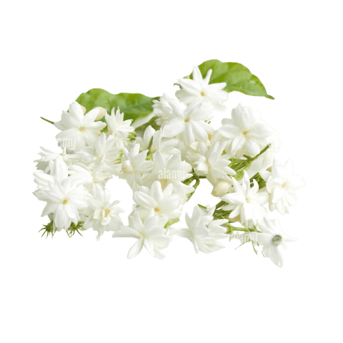 Jasmine Flower Fresh