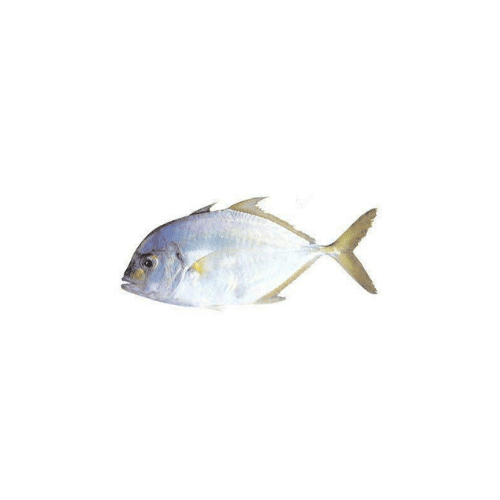 Malabar Trevally Small Doha 1 Kg