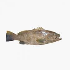 Suman Fish Medium Qatar 500 g