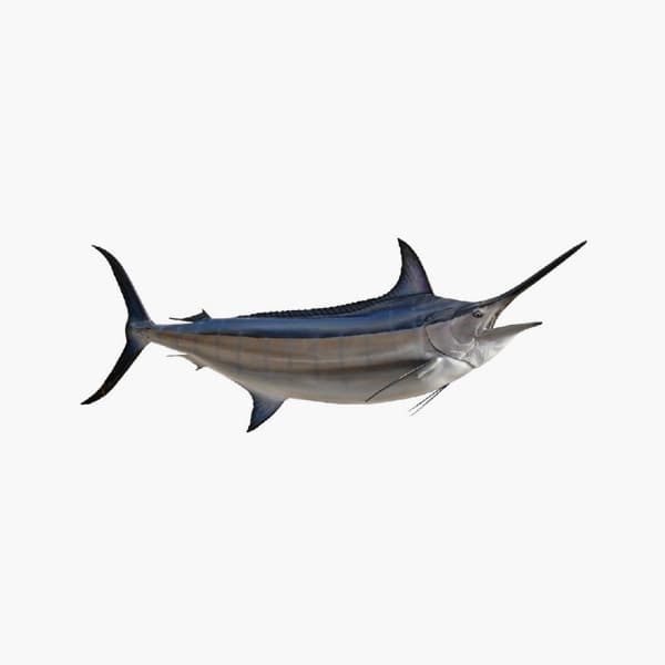 Blue Marlin Fish India 500 g