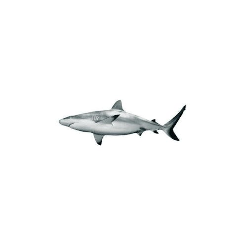 Shark Small Qatar 1 Kg