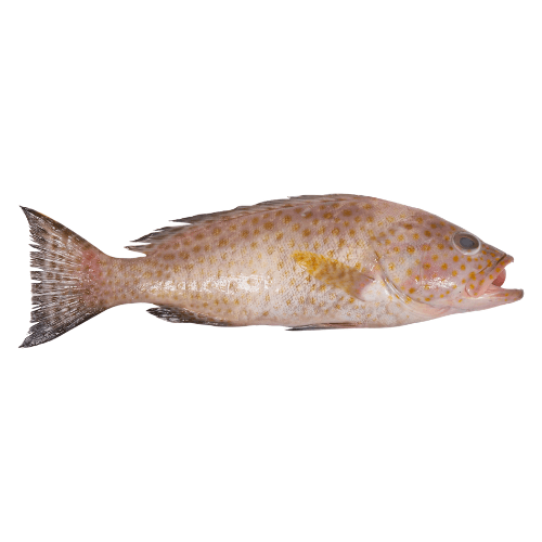 Summan Hamour BIG Doha 1 Kg