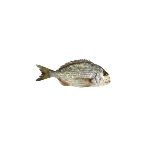Qurkivan Fish Medium Qatar 1 Kg