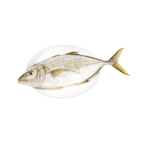 Jash Fish Medium Qatar 500 g