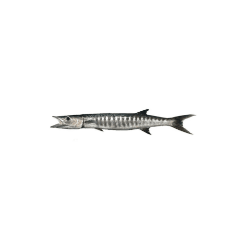 Barracuda Fish Big 1 Kg