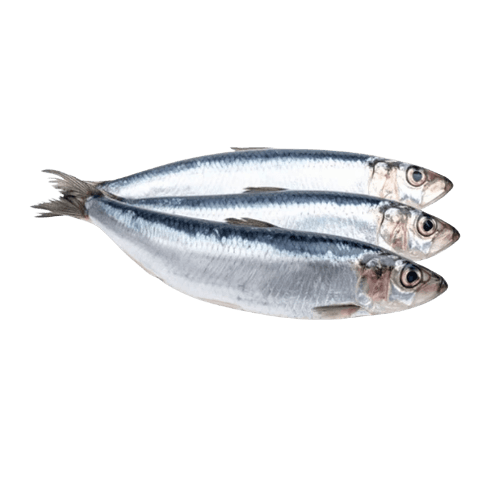 Sardine UAE 500 g