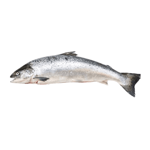 Salmon UAE 2 Kg Whole