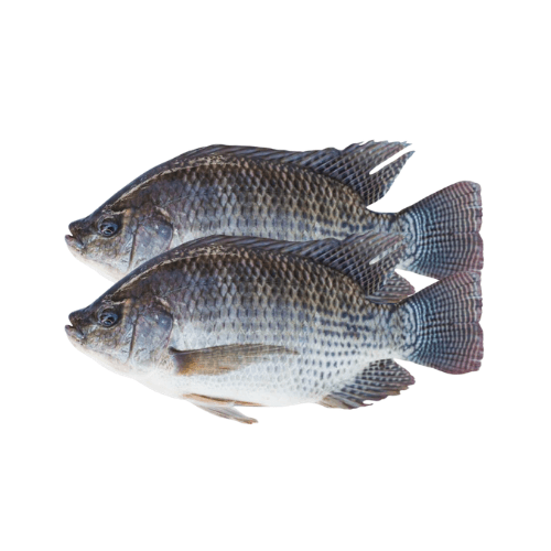Tilapia UAE 500 g
